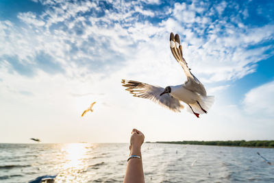 Seagull flying over sea against sky