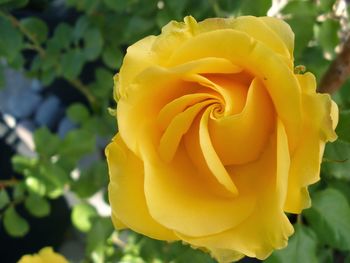 Close-up of rose