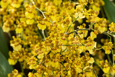 Cluster of dancing lady orchid flowers oncidium sphacelatum in a botanical garden in florida.