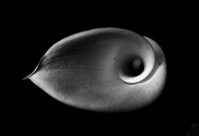 Close-up of fruit over black background