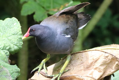Close-up of pigeon perching on a plant