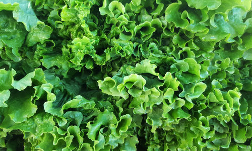 Full frame shot of lettuce