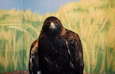 Close-up portrait of golden eagle against backdrop