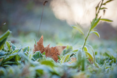 Close-up of dry maple leaves on land