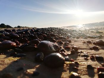 Surface level of pebbles on beach against sky on sunny day