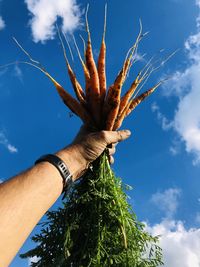 Low angle view of hand holding carrots against sky