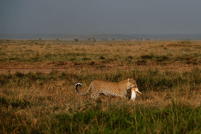 Cheetah walking on field