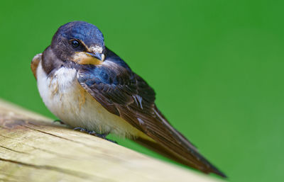 Juvenile barn swallow resting during hunting practice junge rauchschwalbe macht pause 