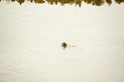 High angle view of crab swimming in lake