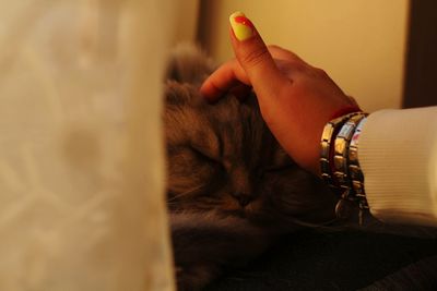 Cropped hand of woman touching cat