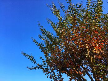 Low angle view of tree against blue sky