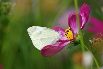 Close-up of butterfly pollinating on pink flower