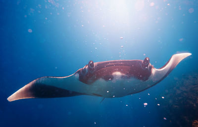 Fish swimming in sea