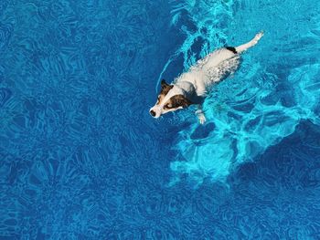 Dog swimming in sunny backyard swimming pool
