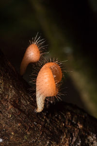 Close-up of mushroom growing on tree trunk