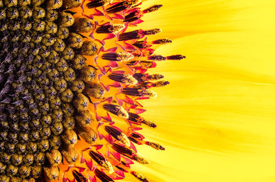 Close-up of sunflower