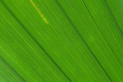 Full frame shot of leaf