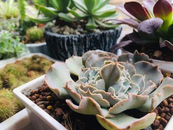 Close-up of succulent plant