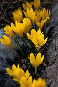 Close-up of yellow crocus blooming outdoors
