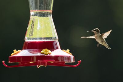 Close-up of bird feeder