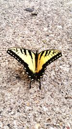 Close-up of butterfly on yellow leaf