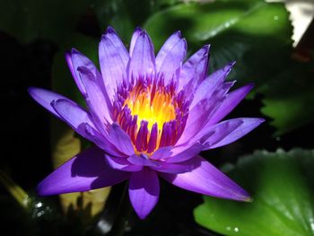 Close-up of purple water lily