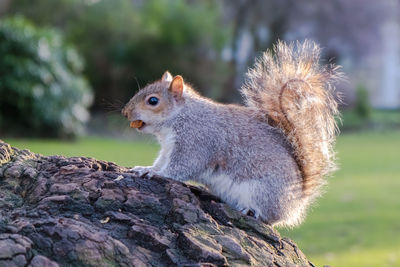 Close-up of squirrel on tree bark
