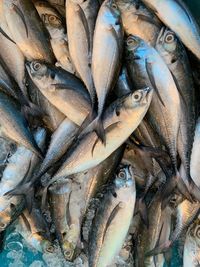 High angle view of fish for sale in market