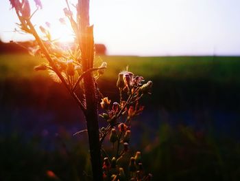 Close-up of plant growing in field against clear sky