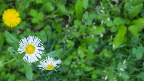 Close-up of yellow flowers blooming outdoors