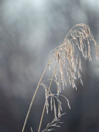 Close-up of dry plant against sky