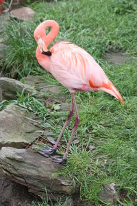 Close-up of bird