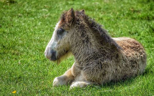 Close-up of lion relaxing on field