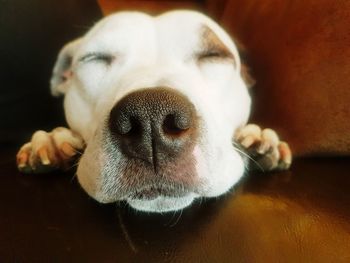 Close-up portrait of dog at home