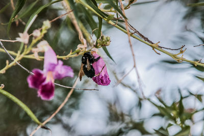 Close-up of insect on pink flowering plant