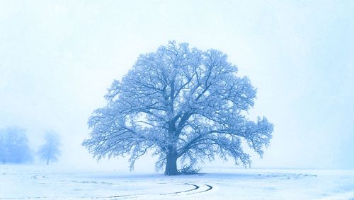 Bare tree on snow covered landscape against sky