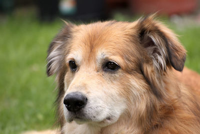 Close-up portrait of a dog looking away