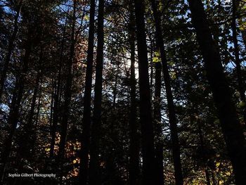 Low angle view of trees in forest