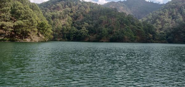 Scenic view of river in forest