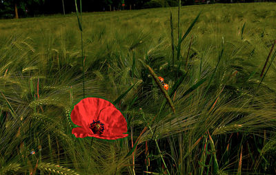 Red poppy growing on field