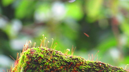 Close-up of plant