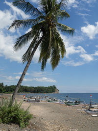 Palm trees on beach against sky