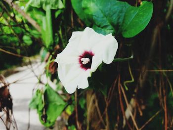 Close-up of white flowering plant