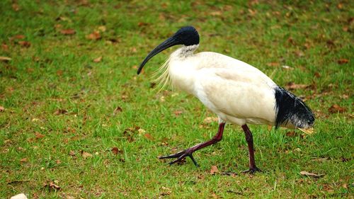 Close-up of white duck on grass