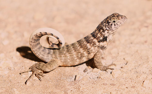 Close-up of lizard on sand