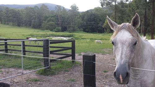 Horse on grassy field