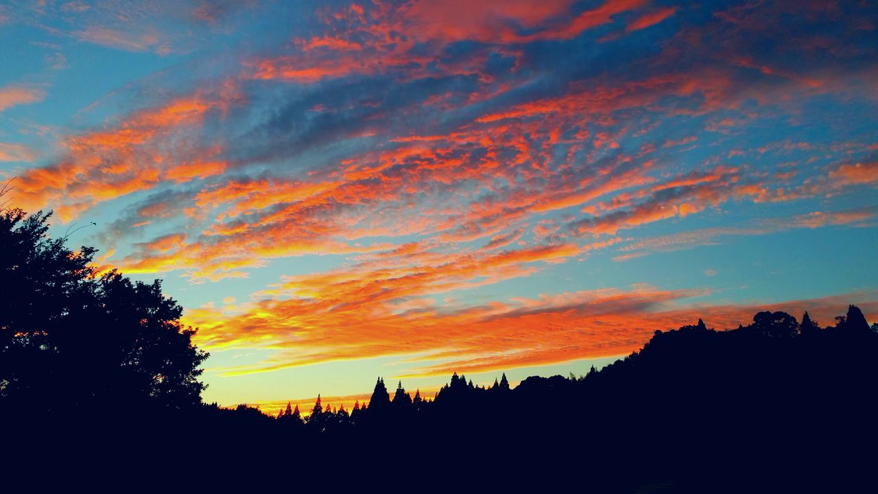 SILHOUETTE OF TREES AT SUNSET