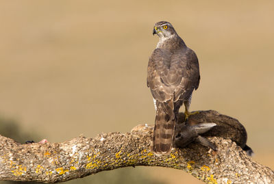 Close-up of bird perching on branch