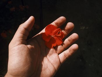 Cropped hand holding red flower