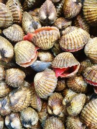 Full frame shot of scallop at market stall